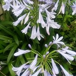 藍住町で見たアガパンサスは路地裏にひっそりと咲いていました。　・路地裏にアガパンサスの花可憐（和良）