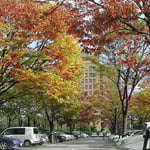 徳島県庁の駐車場は紅葉の盛りでした。思わずシャッターを切りました。 ・ふるさとの照葉しみじみ眺めをり(和良)