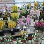 美馬市の河野メリクロンを訪問。蘭の花を見てきました。 ・春嵐止みてあふるる日差かな （和良）