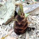 立江町の竹林では筍がいたるところに顔を出していました。　　　　　・筍のめったやたらに顔を出し(和良)