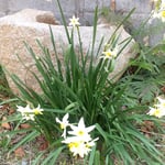 蜂須賀桜が咲く原田家住宅の庭の一隅に水仙が咲いていました。　　　・一隅に水仙咲いて勢あり(和良)