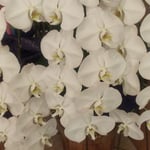 鳴門市の和食レストランでは紅白二対の胡蝶蘭が飾られていました。　　・胡蝶蘭も一度眺め店を出る(和良)