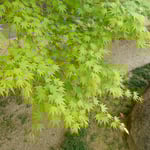 法輪寺はひっそりとして若楓をさ揺らす風もありませんでした。　・さ揺れゐるところなかりし若楓（和良）