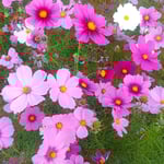 畑に咲くコスモスに夕日が当たり一段と色が鮮やかになりました。　　・夕日差しコスモスの色鮮やかに(和良)