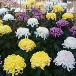 日当たりのよい菊の花壇の前に観覧者のための椅子が置かれていました。　・日溜りにゐて菊の香を存分に（和良）