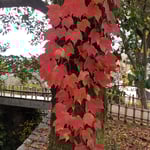 道後公園を一周すると高い木に巻き付き登る蔦紅葉がありました。　・喬木を駆け上りゐる蔦紅葉(和良)