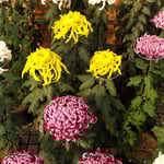 菊花展の出品者は菊を咲き揃えることが難しいと言っていました。　　　・咲き揃ふこと難しき菊の花(和良)