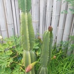 今にも開きそうな仙人掌の蕾を見てからレストランに入りました。　・咲きさうな仙人掌を見て店に入る(和良)