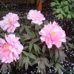 牡丹園では桜吹雪の花びらが黒い土に散らばっていました。　　　　　　　　　・ぼうたんの土に桜の吹雪かな（和良）