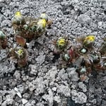 上野東照宮の牡丹園では固い土を割って福寿草が咲き始めていました。　　・土割りて出でしものあり福寿草（和良）