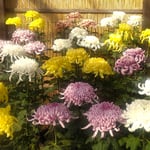 菊の展示会では品評会に出す立菊が整然と並んでいました。　　　　　・品評会待ちゐる菊でありにけり(和良)