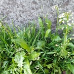 春の七草の薺がぺんぺん草となる速さには驚かされます。　　・薺からぺんぺん草となる速さ(和良)