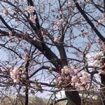 原田家屋敷の蜂須賀桜を見る茶会は今年もコロナで中止になりました。・今年また花見の宴はできねども(和良)