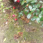 徳島市国府町の国分寺の椿は地に落ちても瑞々しかったです。　　・地に落ちし椿のなほも瑞々し(和良)