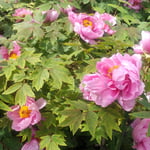 鳴門市にある観音寺の牡丹は犇くように咲き競っていました。　　　　・犇きて咲ける牡丹もありにけり(和良)