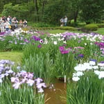 東御苑の菖蒲園ではよく手入れされた菖蒲が一斉に咲いていました。　・遅速無く咲かせ御苑の菖蒲園(和良)