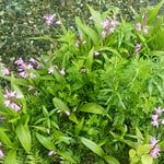 はりまや橋公園の小流れには澄んだ水が流れていました。　　　　　　　　・小石敷く清き流れに紫蘭かな（和良）