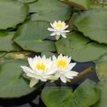 道後公園では朝一斉に花を広げた睡蓮がまぶしく輝いていました。　・睡蓮の一斉に花開く朝(和良)