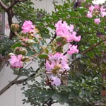 長い間、楽しませてくれた我が家の百日紅も散ってしまいそうです。　　・咲き続けこぼれ続けて百日紅(和良)