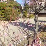 徳島城表御殿の庭園の梅は五分咲で仄かな香を放っていました。　・仄かなる香に誘はれて梅に立つ(和良)