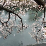徳島城址の濠の上にまでしだれ咲き満つ桜はとても綺麗でした。　　・濠にまでしだれ咲き満つ桜かな(和良)
