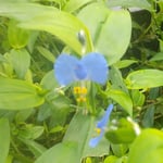 徳島市の文化の森の裏山で見つけた露草は丈が高かったです。　・熊笹の中の露草丈高し（和良）