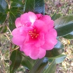 五百羅漢堂の前庭の山茶花は太陽に向かって咲いていました。　・山茶花は太陽が好き南面に（和良）