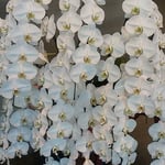 銀行本店ロビーの胡蝶蘭はすべての花びらが瑞々しかったです。　・花びらの瑞々しかり胡蝶蘭（和良）