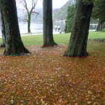 ブレッド湖の湖畔には大きな木が茂っていました。　　　　　　　　　　　・大木の樹下の落葉の森々と(和良)