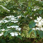 久しぶりに吟行し、徳島市の文化の森で山法師を見ました。　・久々の吟行に見る山法師（和良）