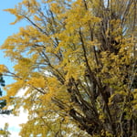 落雷にも火災にも耐えてきた樹齢千年の大銀杏です。　　　　　　　　　　　　　　　　　・一葉づつ順ある如く銀杏散る(和良)