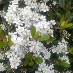 車輪梅が咲く四方見展望台からは穏やかなウチノ海が見えました。　　・潮風に犇き咲きて車輪梅(和良)