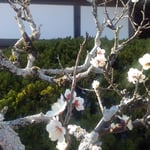 表御殿の白梅は朝の光を浴びて白壁よりも白く輝いて見えました。　・白壁をいや増す梅の白さかな(和良)