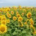 藍住町の向日葵は田んぼを何枚も埋め尽くして咲いていました。　・一つづつ咲いて向日葵一面に（和良）