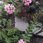 遅れて咲いた我が家の百日紅ですが雨に生き生きと鮮やかでした。　・生き生きと鮮やか雨後の百日紅(和良)