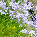 アガパンサスは夏の強い太陽にもたじろがず咲いていました。　　　　・暑さにも強きアガパンサスの花(和良)