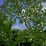 京都の二条城の庭園で銀杏を見ました。樹上にも樹下にも一杯でした。  ・銀杏のどっと実りてどっと落つ （和良）