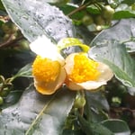 丈六寺の茶の花は雨に濡れて黄色い色が光って見えました。　・観音堂裏もまた墓所お茶の花（和良）