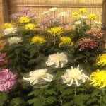 吉野川市鴨島町の菊花展では美しい立菊が綺麗に並んでいました。　・美しく菊揃ひ咲く助も無く(和良)