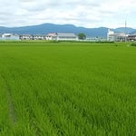 藍住町の自宅周辺も一面に青田が広がる季節となりました。　・阿讃嶺を低しと思ふ青田かな（和良）