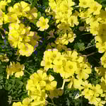 ご近所の庭先でまぶしいほどに輝くおきざり草を見つけました。　・冬日差すおきざり草のまぶしさよ（和良）