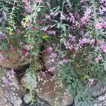 国登録有形文化財の高麗郷の古民家は高い石垣に囲まれていました。　　　・古民家の石垣高し萩の花（和良）