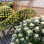 吉野川市市役所前の菊花展の菊はどれも満開でした。　　　　　　　　　　・咲き揃ふ菊に迷ひのなかりけり（和良）