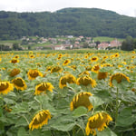 ジュネーブに近いレマン湖北岸の町で見た向日葵です。　　　　　　　　　　　　　　　　　　　　　　　　　　　　　　　　・向日葵の夕日捕らへてをりにけり(和良)