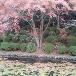 道後公園の堀端で大綿がたくさん飛んでいるのを見ました。　　　　　　　　　　・大綿の不連続線描き飛ぶ（和良）