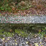 農業大学跡地の裏山にある公園でも花屑が散っていました。　　　　　　　・見るうちに花屑積もりゆくベンチ（和良）