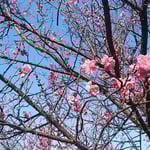 文化の森では梅に鶯の景を目の前で見ることができました。　　・目の前に梅に鶯見る日和（和良）