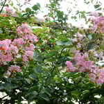 台風20号は徳島県に上陸しましたが、我が家も百日紅も無事でした。　　　・大雨に洗い出されし百日紅（和良）