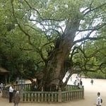 大山祇神社の楠は樹齢2600年。国指定の天然記念物になっています。　　　・老木の天辺よりの秋の声（和良）