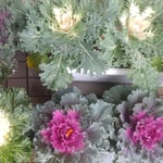 吉野川市文化研修センターの玄関に葉牡丹が並んでいました。　・葉牡丹を眺め入って来られよと(和良)